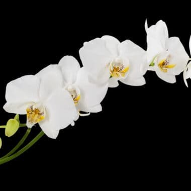 Explore the best manners tips and etiquette advice from around the web. Learn how to be a savvy modern woman by keeping up to date with the best etiquette practice.